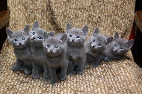 Bebés De Gato Azul Ruso De 4 Semanas Cute Cats And Kittens Cats Meow