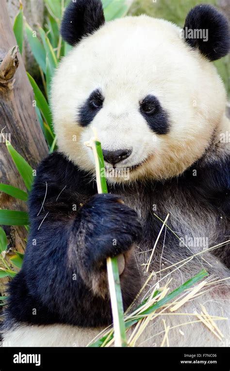 A Cute Adorable Lazy Adult Giant Panda Bear Eating Bamboo
