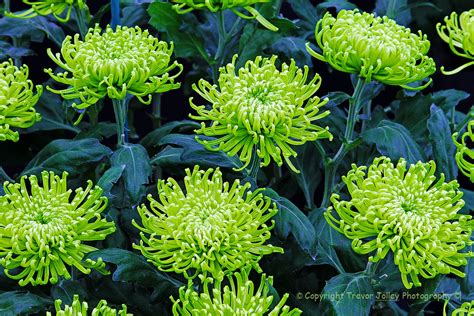 Green Chrysanthemums Img 3590 Yes These Chrysanthemums Rea Flickr
