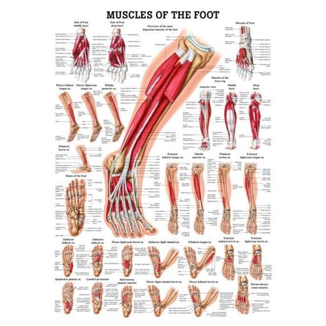 Muscles of the Foot Laminated Anatomy Chart | Massage therapy, Foot