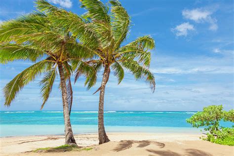 Palm Trees Tropical Beach Sand Sky Photograph By Dszc