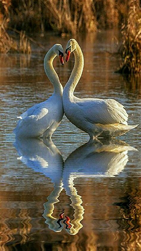 342 Best Images About Stunning Animal And Bird Reflections On Pinterest