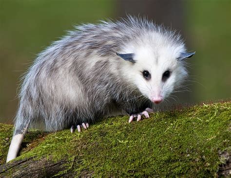 Opossum Amazing Animal Interesting Facts And Photos The Wildlife