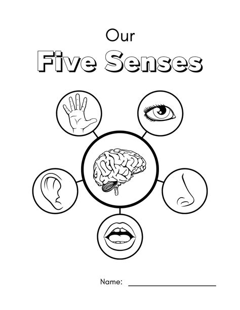 The 5 Senses Workbook Activities Pptx Payhip