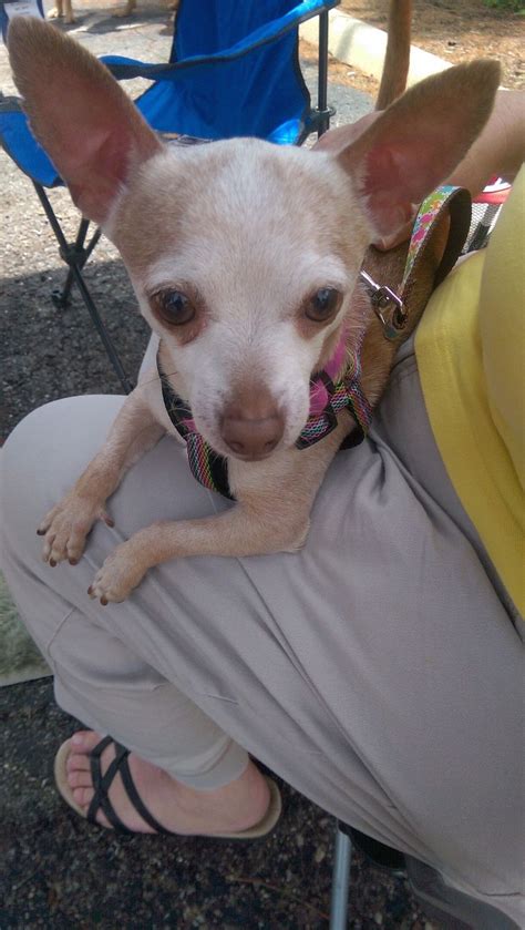 13,420 likes · 37 talking about this. Chihuahua dog for Adoption in Columbus, OH. ADN-529461 on ...