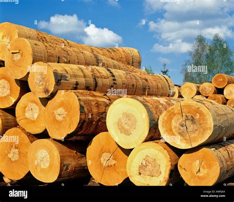 Stacked Logs Lumber Industry Stock Photo Alamy
