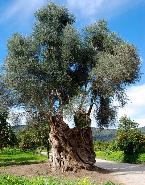 Living Monuments Of Crete The Oldest Olive Trees In The World Greece Is