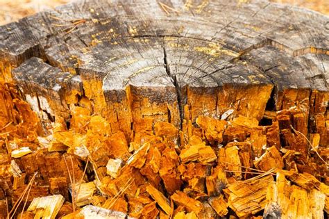 Macro Close Up Of Tree Rings And Resin In Pine Forest Stock Photo