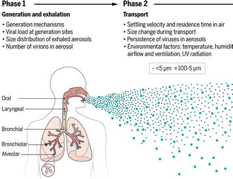 Airborne Transmission Of Respiratory Viruses Science