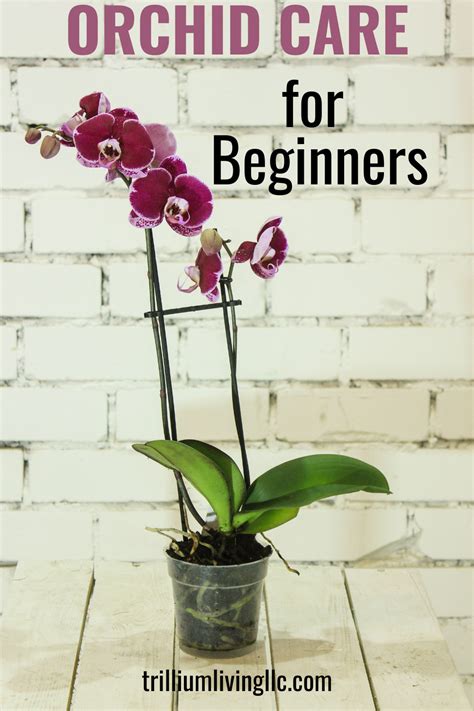 Indoor Orchid Care For Beginners Orchid Flowers
