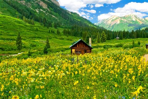Wildflowers By Mt Crested Butte Images Colorado Encyclopedia