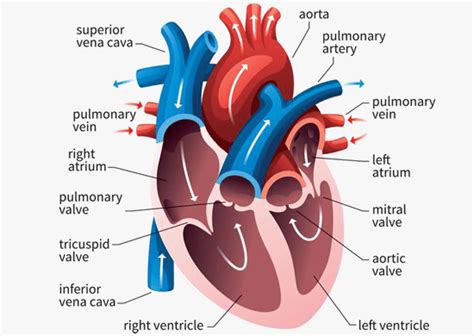 Rheumatic Heart Disease Rhd Symptoms And Prevention