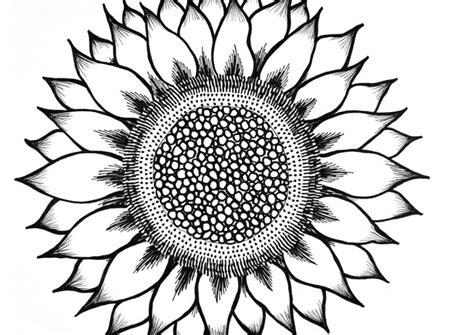 Sketsa menjadi bentuk awal dari sebuah karya seni yang menarik, agar hasilnya sempurna. Sketsa Gambar Mewarnai Bunga Matahari • BELAJARMEWARNAI.info