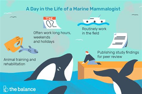 Marine Mammalogist Job Description Salary Skills And More Marine