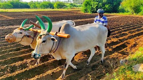 Antiquated Method Of Plough By Ox Agriculture India Youtube