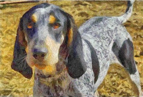 Bluetick Coonhound Painting By Laurence Canter