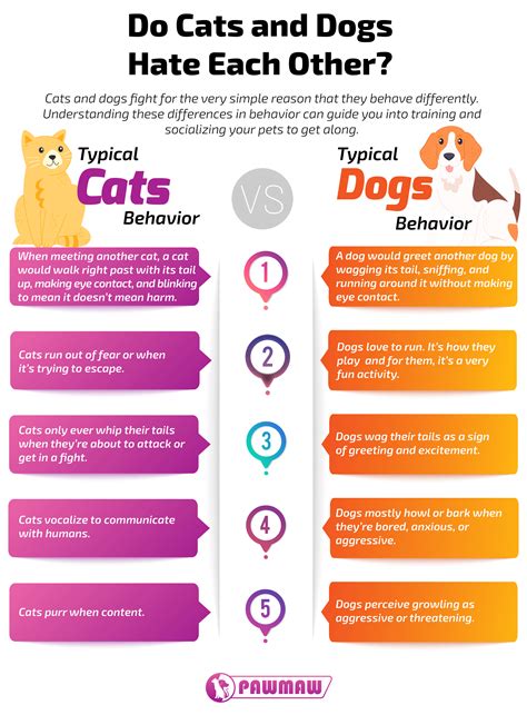 Do Cats And Dogs Hate Each Other Here Are Some Facts