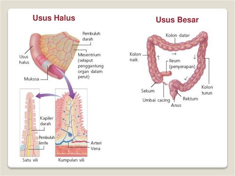 PPT - Sistem Pencernaan Manusia & Hewan PowerPoint Presentation, free