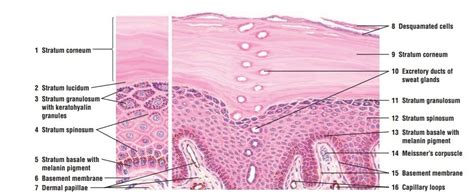 Chapter 3 Physiology And Histology Of The Skin