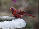 Are they miserable during molt? When And Why Do Birds Molt? What Is Molting? - Jake's ...