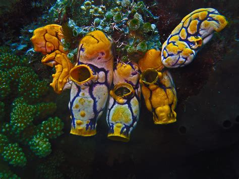 Seasquirts Unterwasserwelt Unterwasser Bunt