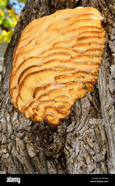 Mushroom On Maple Tree Hi Res Stock Photography And Images Alamy