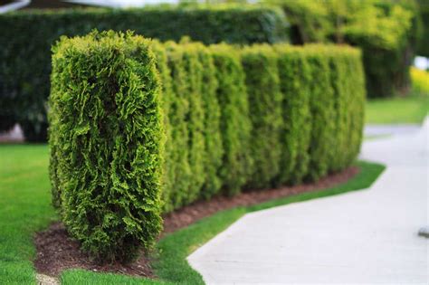 Everything You Need To Know About How To Plant An Emerald Cedar Artofit