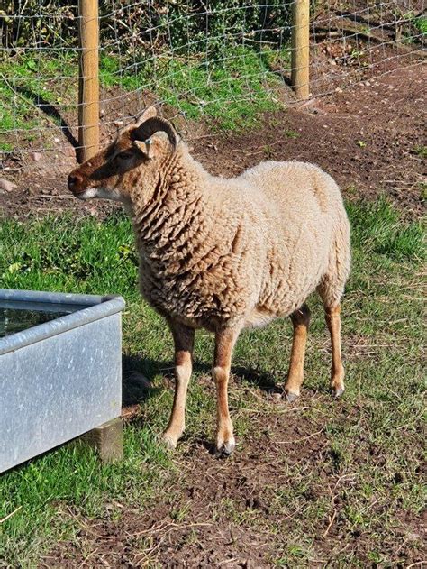 Rare Breed Castlemilk Moorit Sheep For Sale In Stoke On Trent