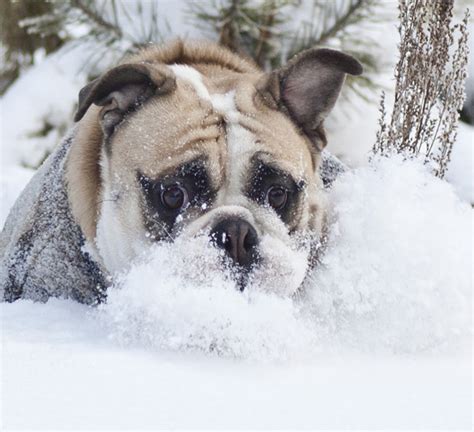 Dogs Playing In Snow Will Melt Your Heart Dog Fancast
