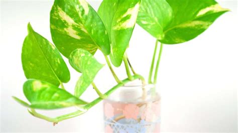 How Long Can Pothos Live In Water Hmmm
