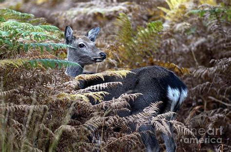 Sika Deer Photograph By Colin Varndellscience Photo Library Pixels