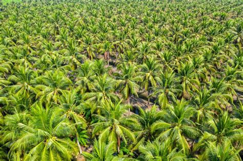 Aerial View Of Coconut Palm Trees Plantation Stock Image Image Of