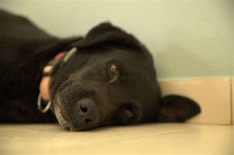 I collari per cani sono disponibili in diverse versioni, colori e forme. Collare elettrico per cani: come si usa, a cosa serve e ...