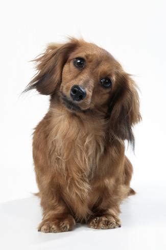 Guess who got a new puppy! Miniature Long-Haired Dachshund Photographic Print ...