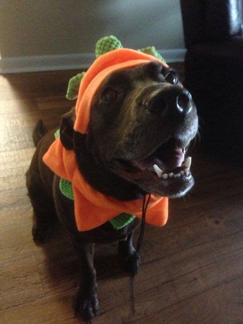 50 Labrador Halloween Costume Ideas Its Not Too Late To Steal Pet