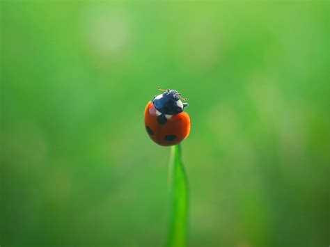 Nature Animals Macro Green Ladybugs Wallpapers Hd Desktop And
