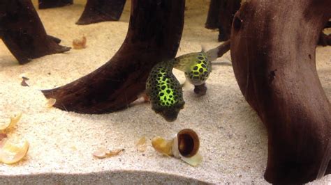 2 Green Spotted Puffers Eating Applemystery Snail Youtube