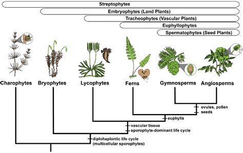 Frontiers Overlapping Patterns Of Gene Expression Between Gametophyte And Sporophyte Phases In