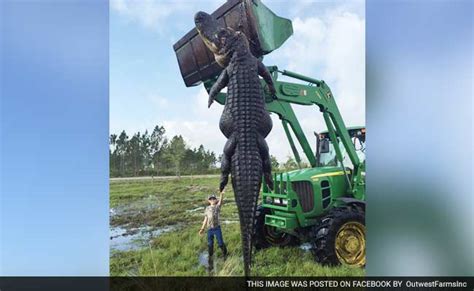 It Was A Monster Hunters Kill Enormous 800 Pound Alligator That Was