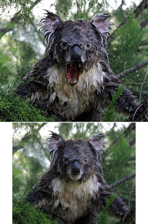 Angry Koala Photoshopped Still Looks Furious Though Koala Cute