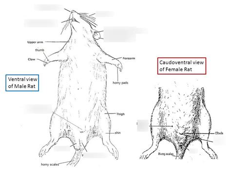 Rat External Anatomy Diagram Quizlet