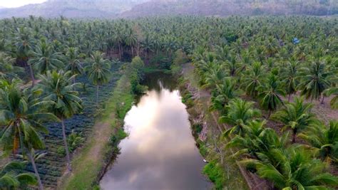 Aerial Shot Coconut Tree Farm In Thailand Stock Footage Video 10950269