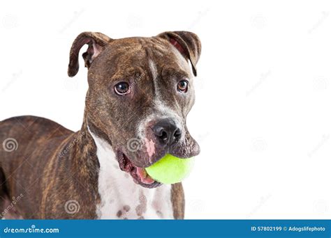 Funny Pit Bull Dog Playing With Ball Stock Image Image Of Playful