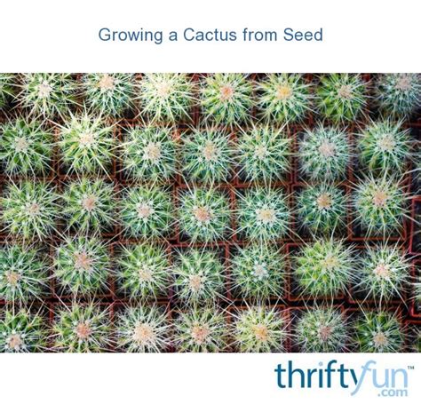 If your cactus starts to turn brown or yellow, it might be. Growing a Cactus from Seed | ThriftyFun