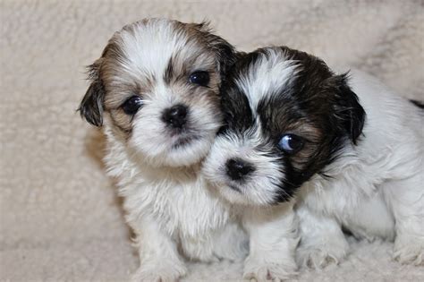 Lhasa Apso Pennys Pups From Birth To New Homes Cute Lhasa Apso