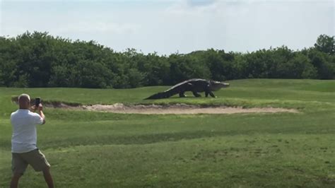 Video Shows Massive Alligator Strolling Across Florida Golf Course Ktla
