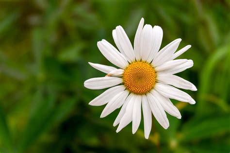 Bunga Aster Putih Foto Gratis Di Pixabay Pixabay