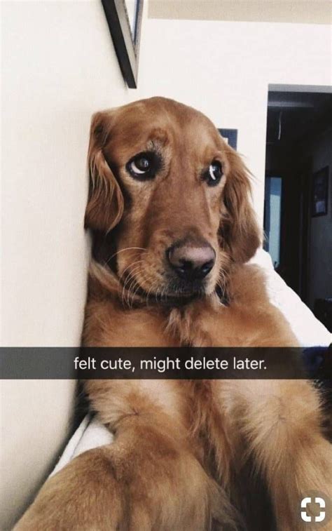 17 Feeling Cute Animal Selfie Memes That Have Been Bestowed Upon The