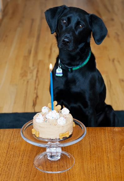 Average petsmart hourly pay ranges from you have to be able to lift and handle heavy dogs so it's tiring work. doggy birthday cake recipe | use real butter