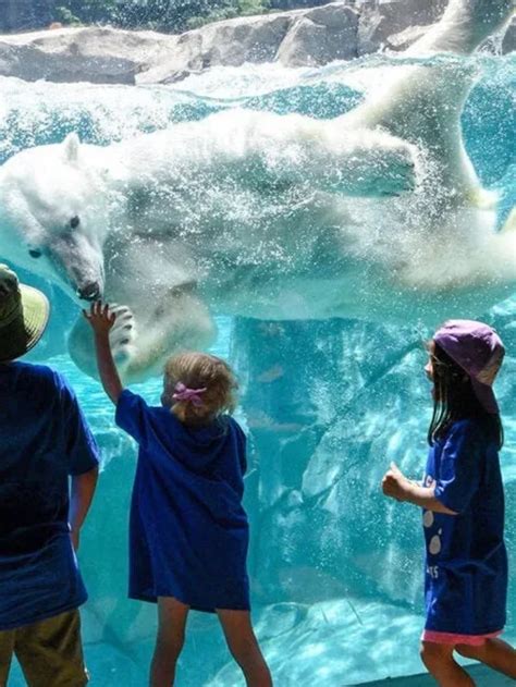 10 Best Zoos In The Us To Visit In 2023 Daira Technologies Private